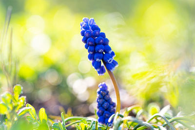 Close-up of blue flowering plant