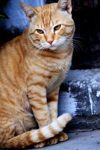 Close-up of a cat looking away