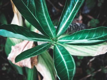 High angle view of succulent plant