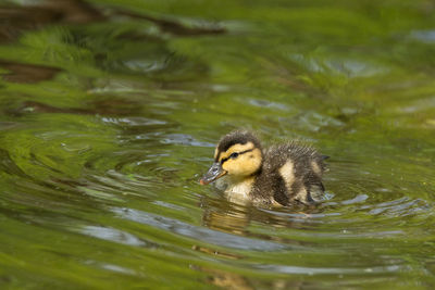 Duck swimming in lake