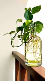 Close-up of potted plant on table at home