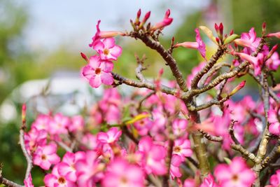 Close-up of pink cherry blossoms in spring