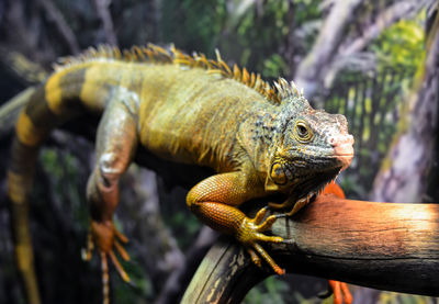 Close-up of lizard