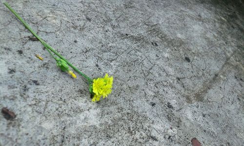 High angle view of yellow leaf on plant