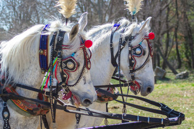 Close-up of horse cart