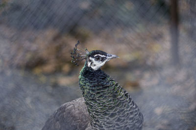 Close-up of a bird looking away