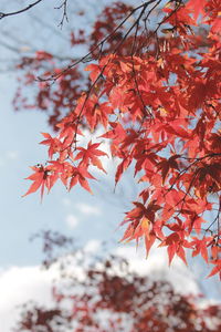 Low angle view of maple leaves on tree