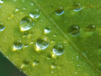 Full frame shot of wet fruit