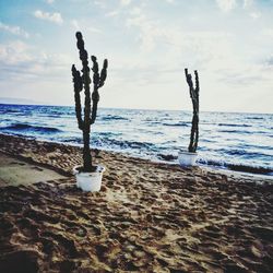 Close-up of driftwood on beach against sky