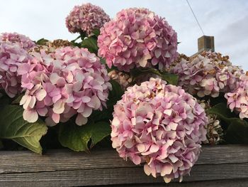 Close-up of pink flowers blooming against sky