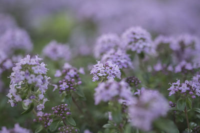 Close-up of purple flowers