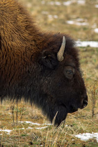 Close-up of an animal