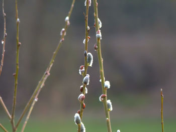 Close-up of water drops on spider web