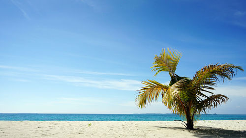 Palm tree by sea against blue sky