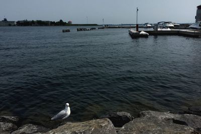 Birds flying over water