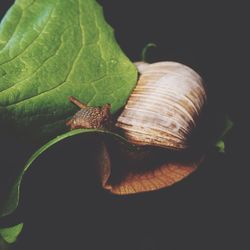 Close-up of snail on leaf