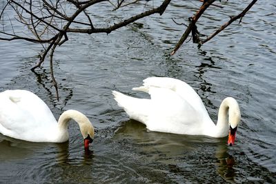 Swan floating on lake