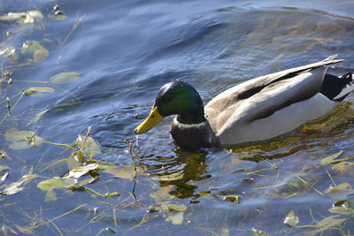 High angle view of duck swimming in lake