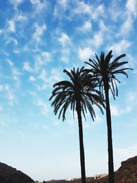 Low angle view of palm trees against sky