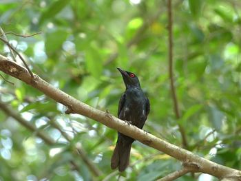 Bird perching on tree