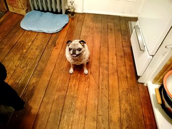 Portrait of dog sitting on floor