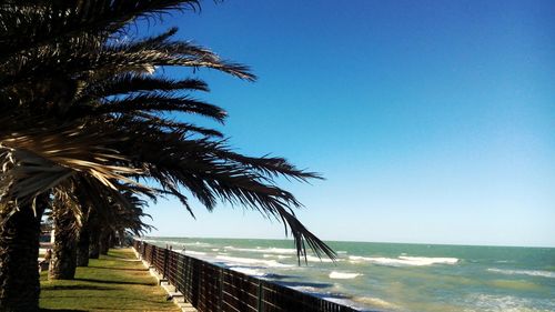 Palm trees at beach against clear blue sky