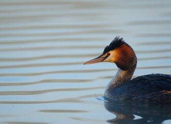 Close-up of duck on lake