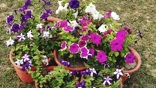 High angle view of purple flowers blooming on field