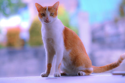 Portrait of cat sitting outdoors