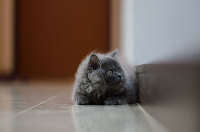 Portrait of cat resting on floor at home