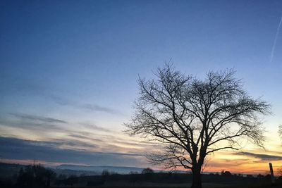 Tree on beach against sky during sunset