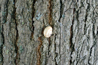 Close-up of lizard on tree trunk