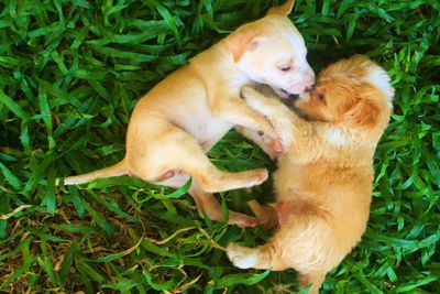 Dog relaxing on grassy field