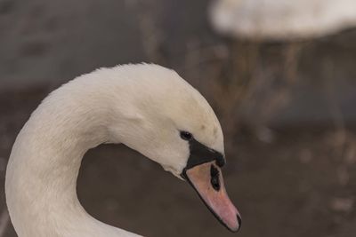 Close-up of swan