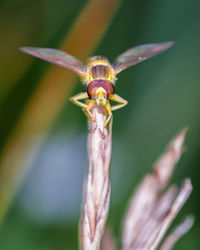 Close-up of insect on flower