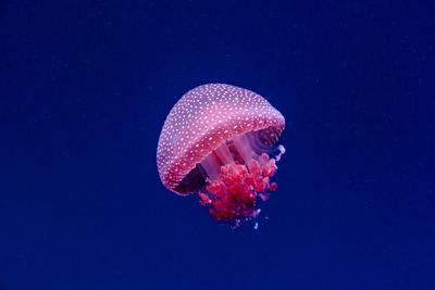 Close-up of jellyfish swimming in sea