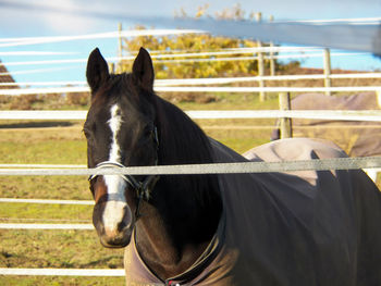 Horse in ranch