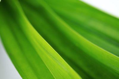 Close-up of green leaf