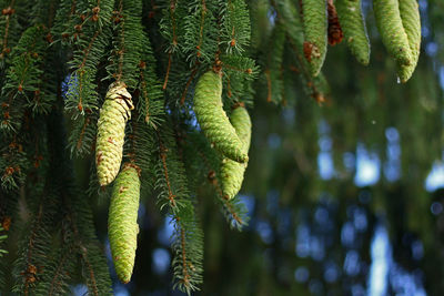 Close-up of pine cone on tree