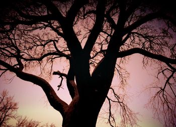 Low angle view of bare trees against sky