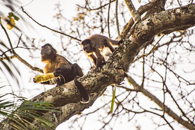 Low angle view of monkey on tree branch