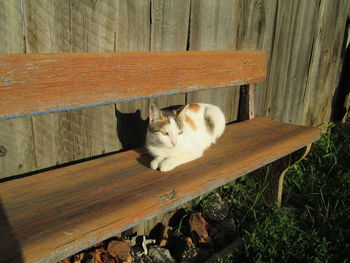 Rural cat resting on a bench. rural idyll. 