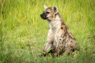 Spotted hyena sits in grass looking left