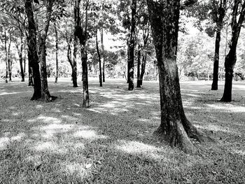 Trees in park