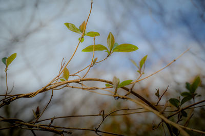 nature