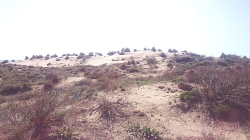 Scenic view of landscape against clear sky