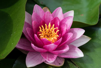 High angle view of water lily blooming in pond