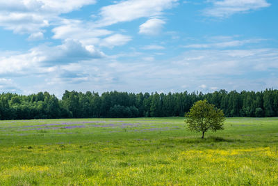 A lonely tree in a large field with yellow, purple and white flowers. 