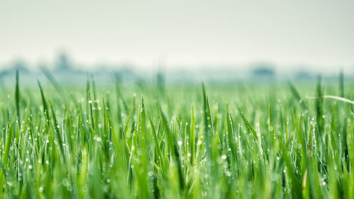 Close-up of crops growing on field