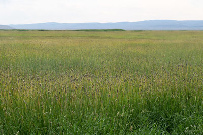 Scenic view of field